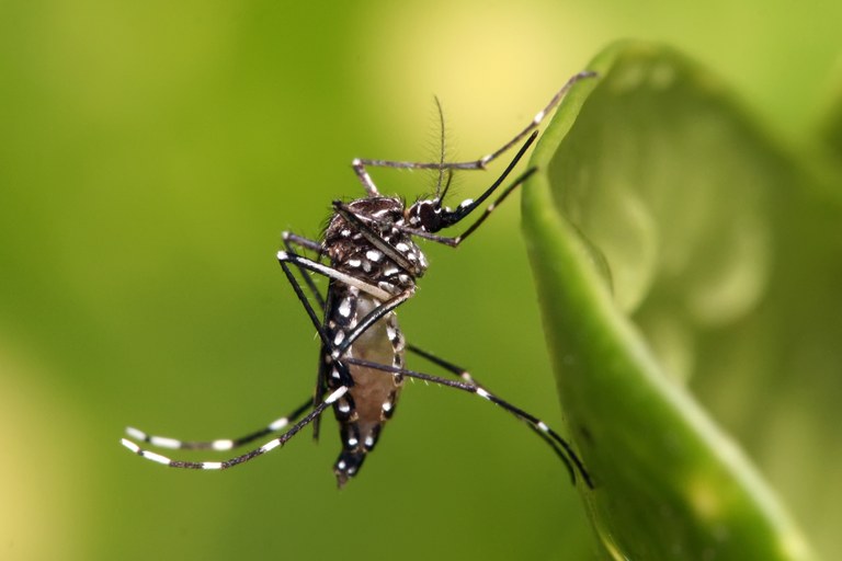 Ministério da Saúde disponibiliza curso gratuito sobre vírus Zika