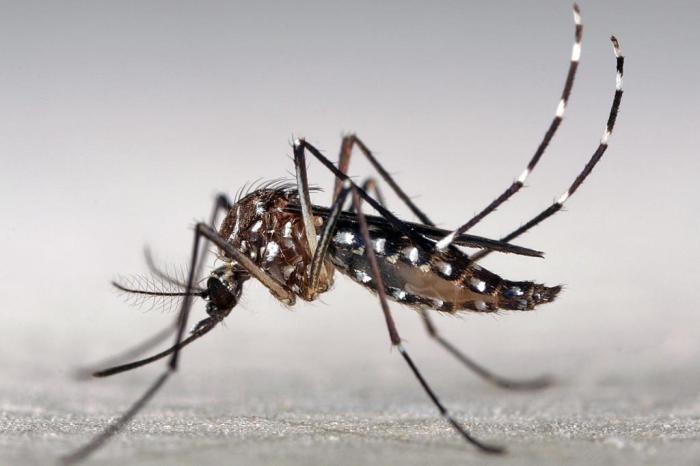 Porto Alegre confirma dois primeiros casos autóctones de zika