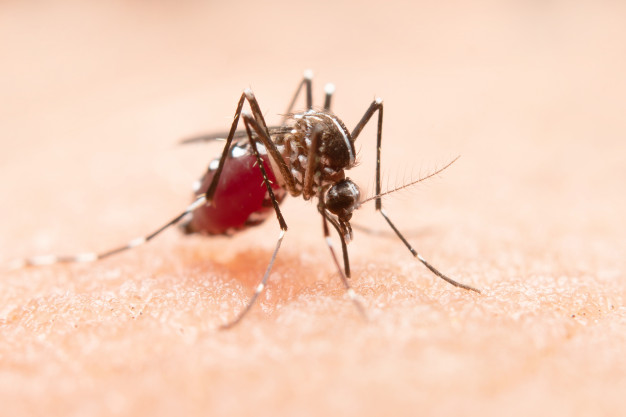 Controle de Mosquitos e Pernilongos - Salvador - Bahia