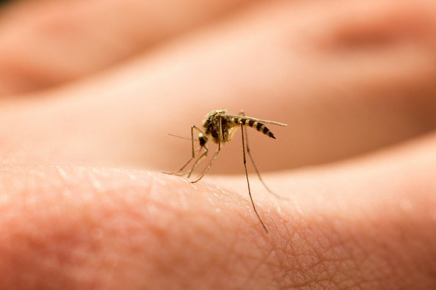 As principais ameaças causadas pela falta de controle de mosquitos