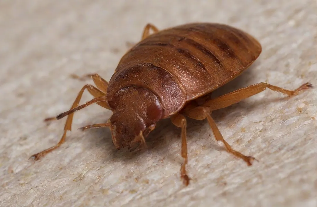 Percevejos de cama: onde se escondem e que problemas causam?