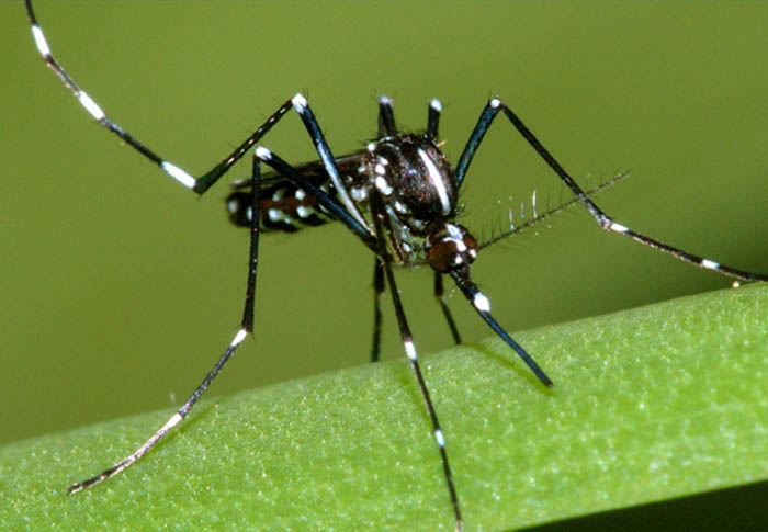 Suspeita: febre Zika pode ter ligação com casos de paralisia