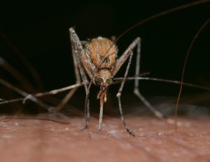 controle de mosquitos