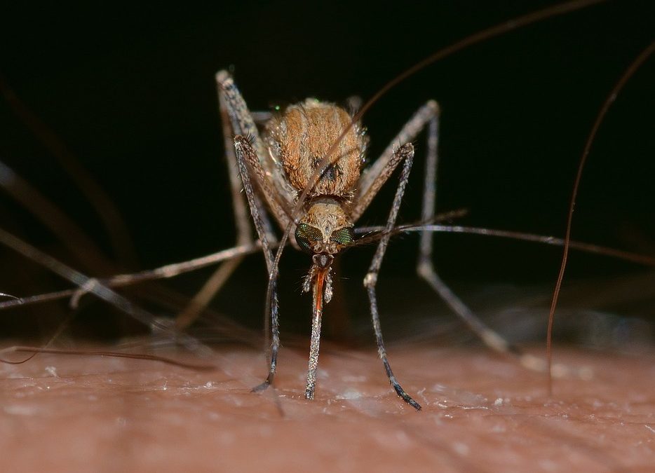 5 dúvidas recorrentes sobre o serviço de controle de mosquitos