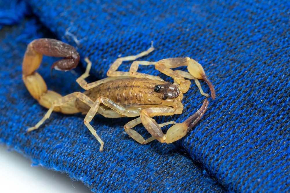 Como evitar ataques de escorpiões na Bahia?