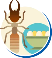 Cupim | Tipos de Cupim, Biologia da Cupim, Ciclo de vida Cupim