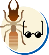 Cupim | Tipos de Cupim, Biologia da Cupim, Ciclo de vida Cupim