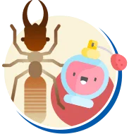 Cupim | Tipos de Cupim, Biologia da Cupim, Ciclo de vida Cupim