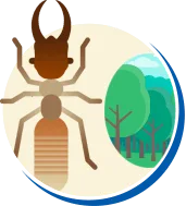 Cupim | Tipos de Cupim, Biologia da Cupim, Ciclo de vida Cupim