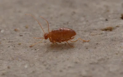 Dedetização de Pulgas previne doenças em seu cão