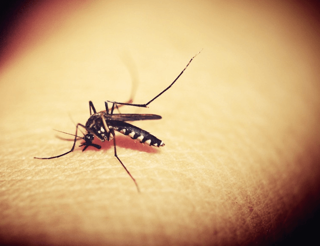 Como Funciona o Controle de Mosquitos?