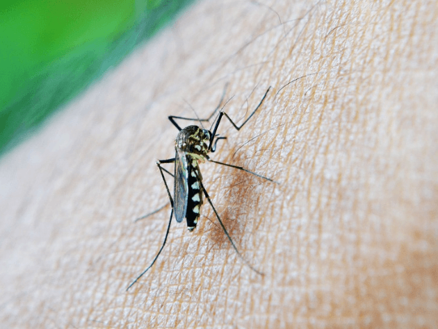 8 dúvidas respondidas sobre a dedetização de mosquitos na Bahia