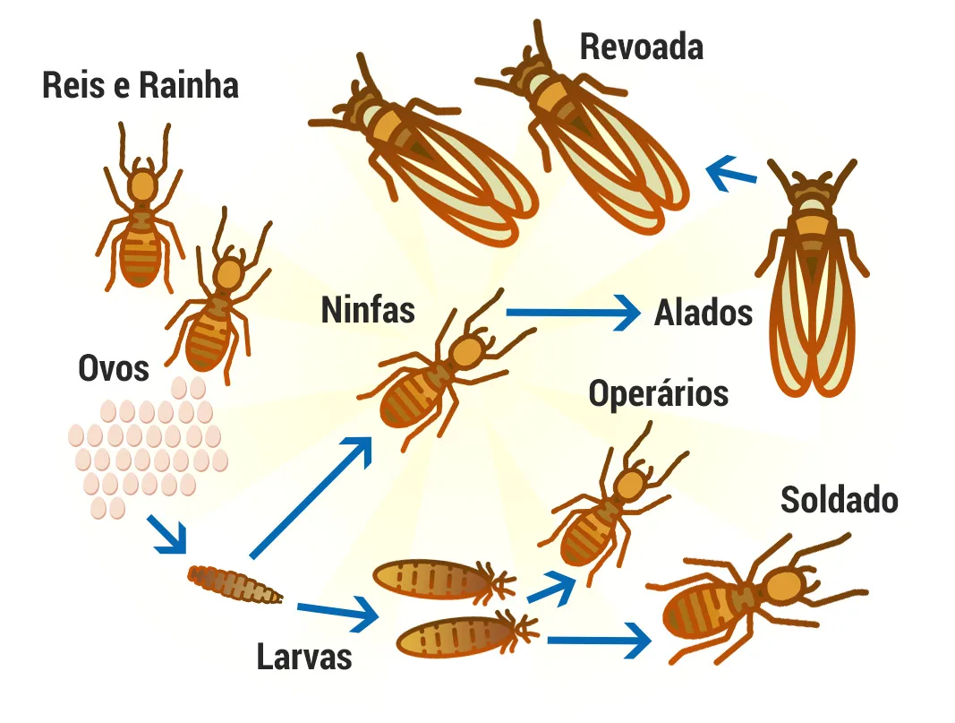 Cupim | Tipos de Cupim, Biologia da Cupim, Ciclo de vida Cupim Cupim | Tipos de Cupim, Biologia da Cupim, Ciclo de vida Cupim