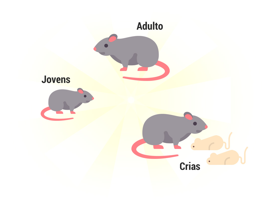 Ciclo de vida dos ratos