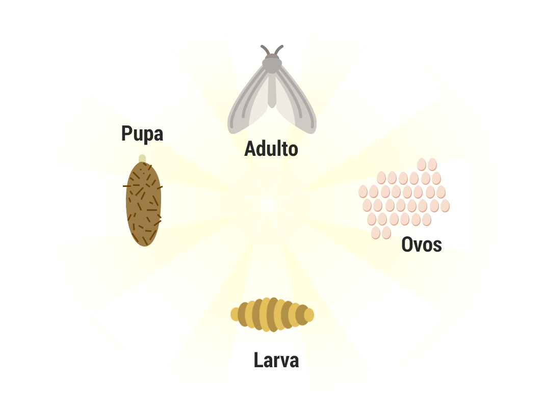 Ciclo de vida abelhas, vespas e marimbondos - Controle de Pragas