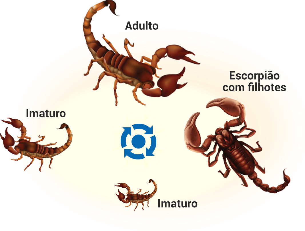 Ciclo de vida abelhas, vespas e marimbondos - Controle de Pragas