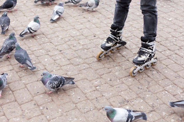 Pombo transmite doença: conheça os riscos - Blog da Cobasi