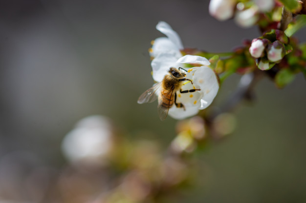 Abelhas, Vespas e Marimbondos | Biologia, Ciclo de Vida, Fotos Abelhas