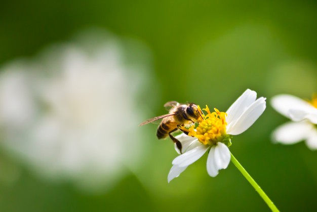 Abelhas, Vespas e Marimbondos | Biologia, Ciclo de Vida, Fotos Abelhas