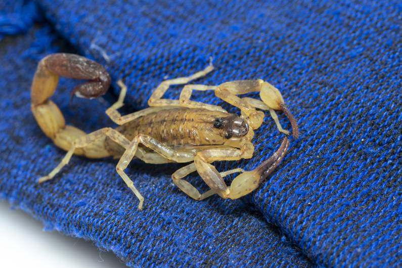 Alerta contra os escorpiões em Salvador, na Bahia