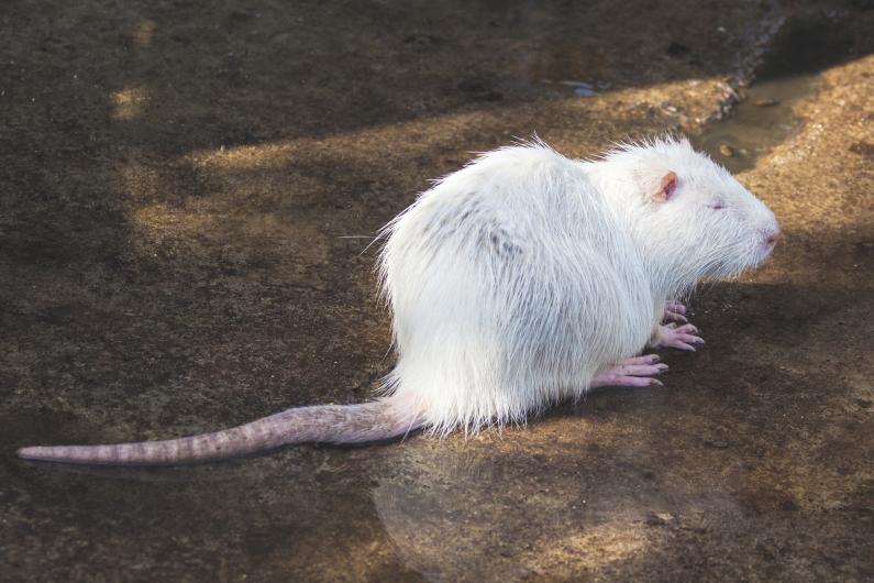 Espécies de Ratos