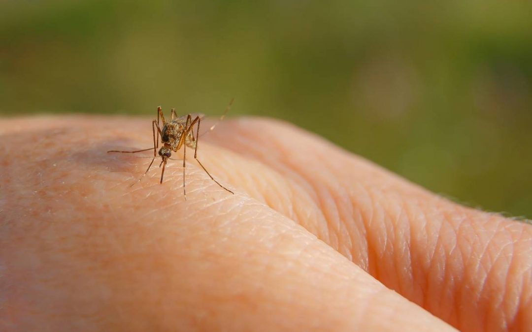 Como afastar os mosquitos?