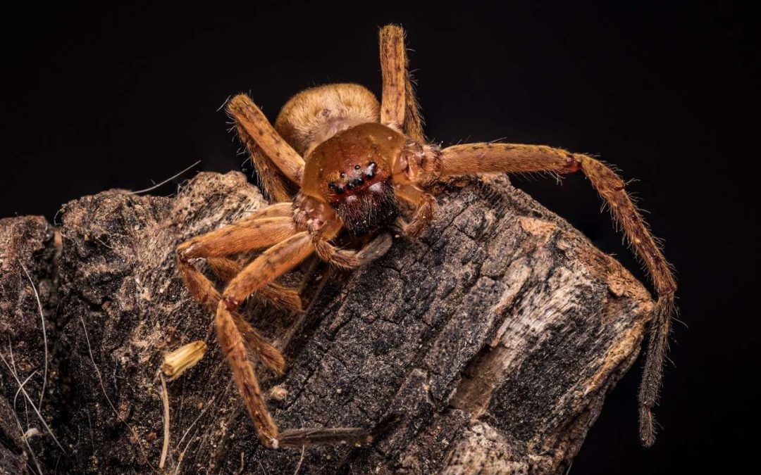 Controle de Aranhas: realize o controle desse aracnídeo em Salvador