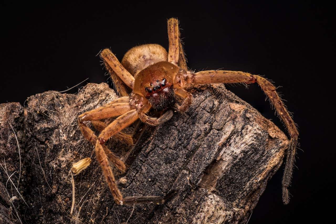 Controle de Aranhas: realize o controle desse aracnídeo em Salvador