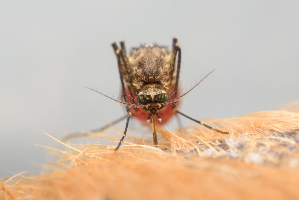 Mosquitos: mantenha-os longe de você neste inverno