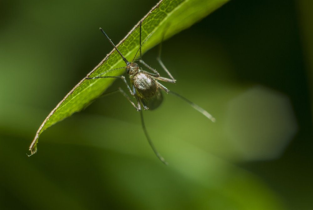 Mosquitos: basta só uma picada para você ficar de cama