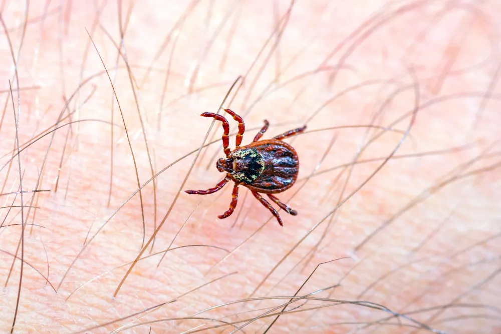 Dedetização de carrapatos: invista e tenha a sua tranquilidade restaurada Dedetização de carrapatos: invista e tenha a sua tranquilidade restaurada