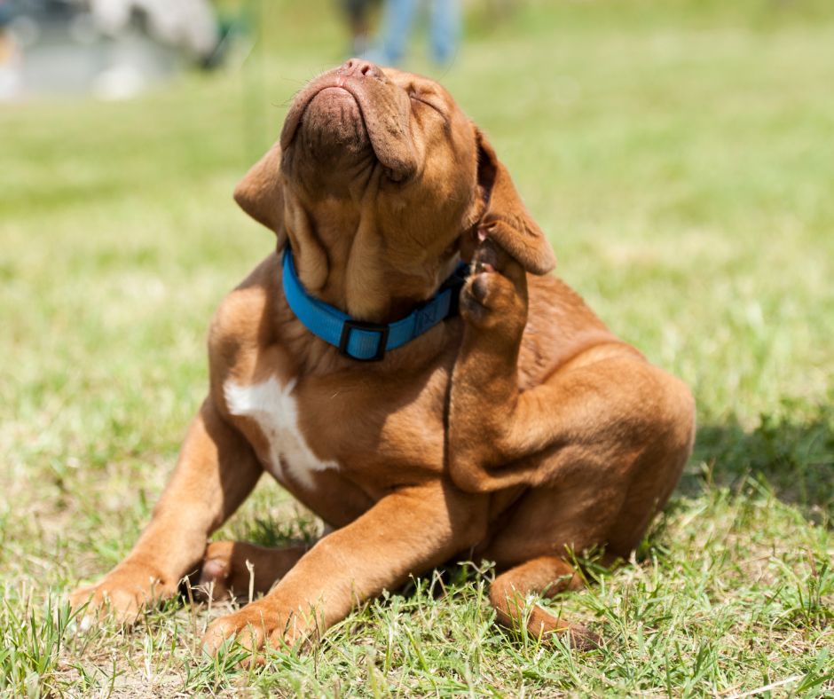 Como garantir a segurança das pessoas e animais na dedetização?