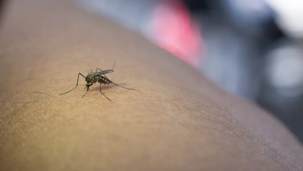 Riscos da dengue e como se proteger: saiba o que fazer para manter a sua segurança