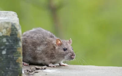 Custo médio de controle de ratos: entenda como as empresas calculam o serviço