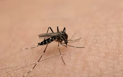 Informações sobre a dengue e como realizar a prevenção