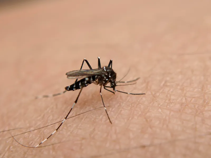 Informações sobre a dengue e como realizar a prevenção