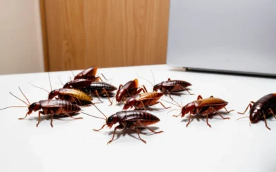 Proliferação de Baratas: diga adeus à infestação com a metodologia certa