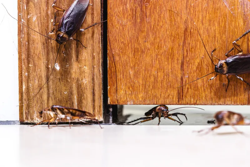 Infestação de baratas de esgoto: o que fazer para acabar com esse problema?