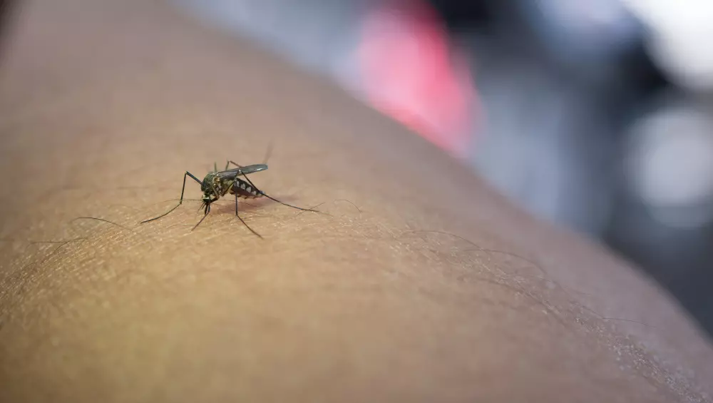 Dedetizadora em Salvador: Como Espantar Mosquitos