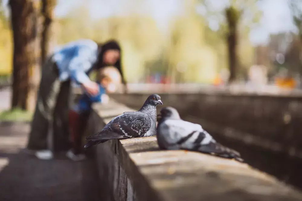 Controle de Pombos: Doenças Transmitidas pelos Pombos