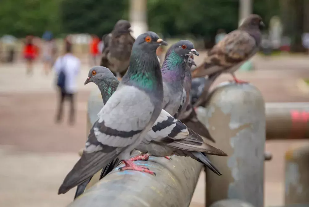 Fezes de Pombo: Conheça os Riscos dos Excrementos dessas Pragas