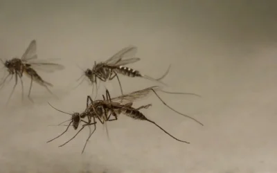 Controle de Mosquitos: Como Efetuar o Serviço em uma Casa?