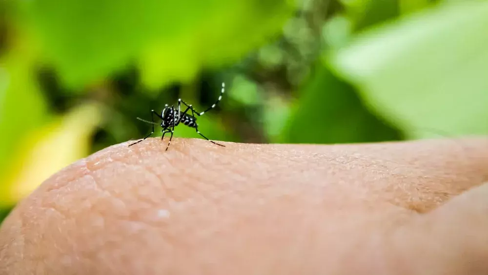 Controle de Mosquitos: Como Controlar a Infestação?