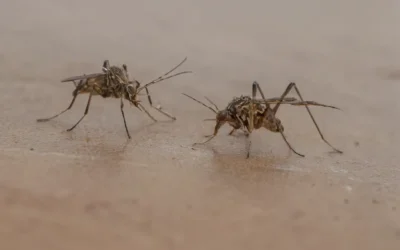 Controle de Mosquitos: Como Controlar a Infestação?