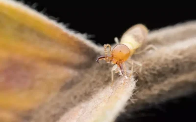 Sinais de Infestação: Como Identificar e Eliminar Cupins em Móveis de Madeira