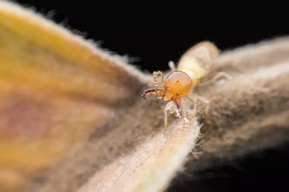 Sinais de Infestação: Como Identificar e Eliminar Cupins em Móveis de Madeira Sinais de Infestação: Como Identificar e Eliminar Cupins em Móveis de Madeira