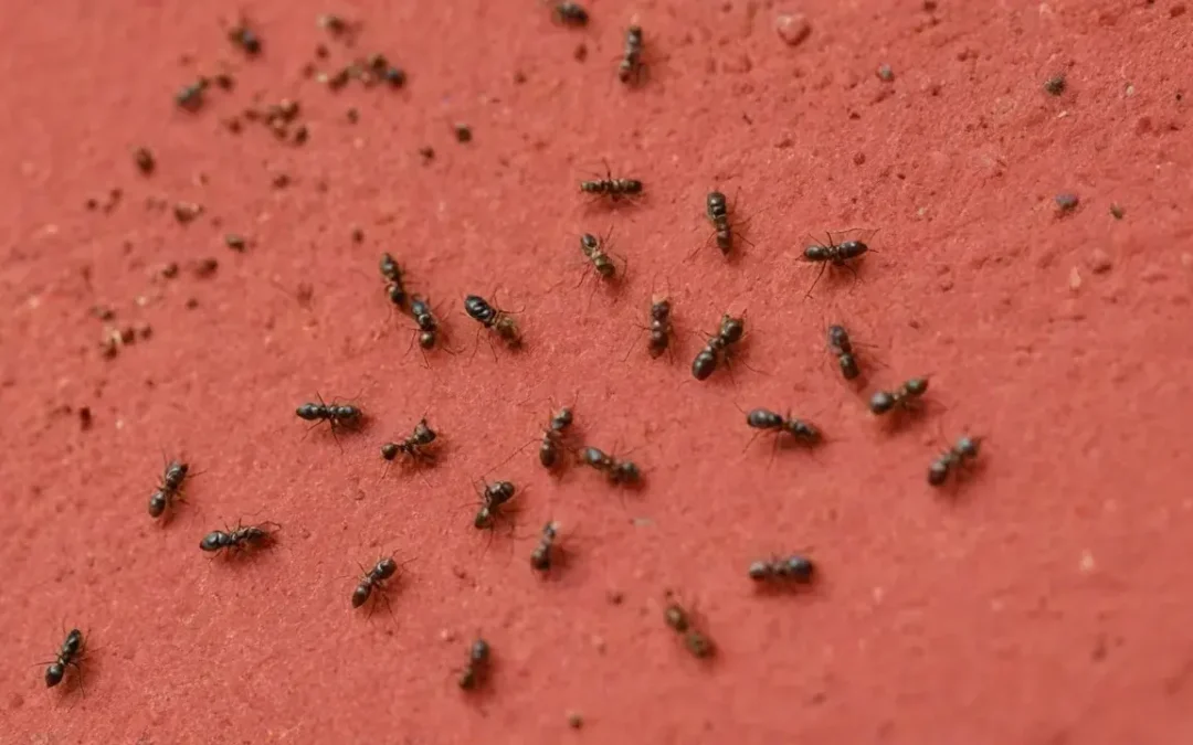 Controle de pragas em ambientes com crianças: exigências da Vigilância Sanitária de Salvador