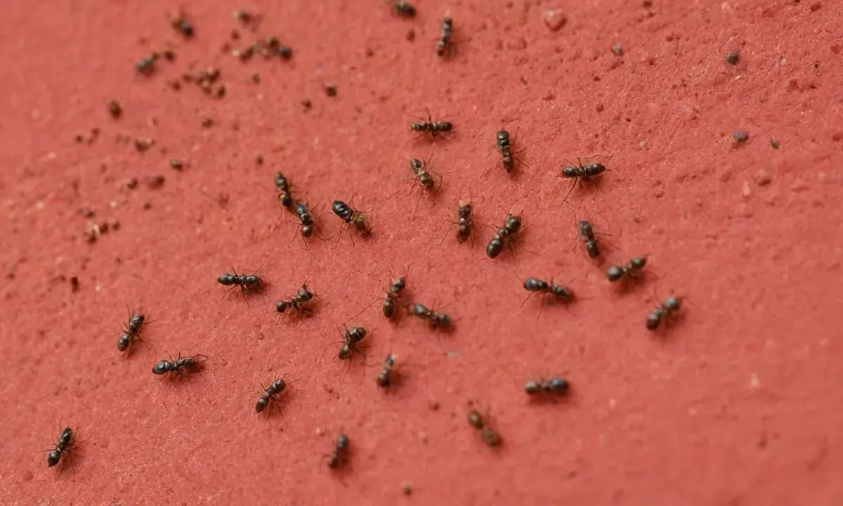 Controle de pragas em ambientes com crianças: exigências da Vigilância Sanitária de Salvador