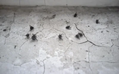 Dedetização em ambientes de uso coletivo: padrões exigidos em Salvador
