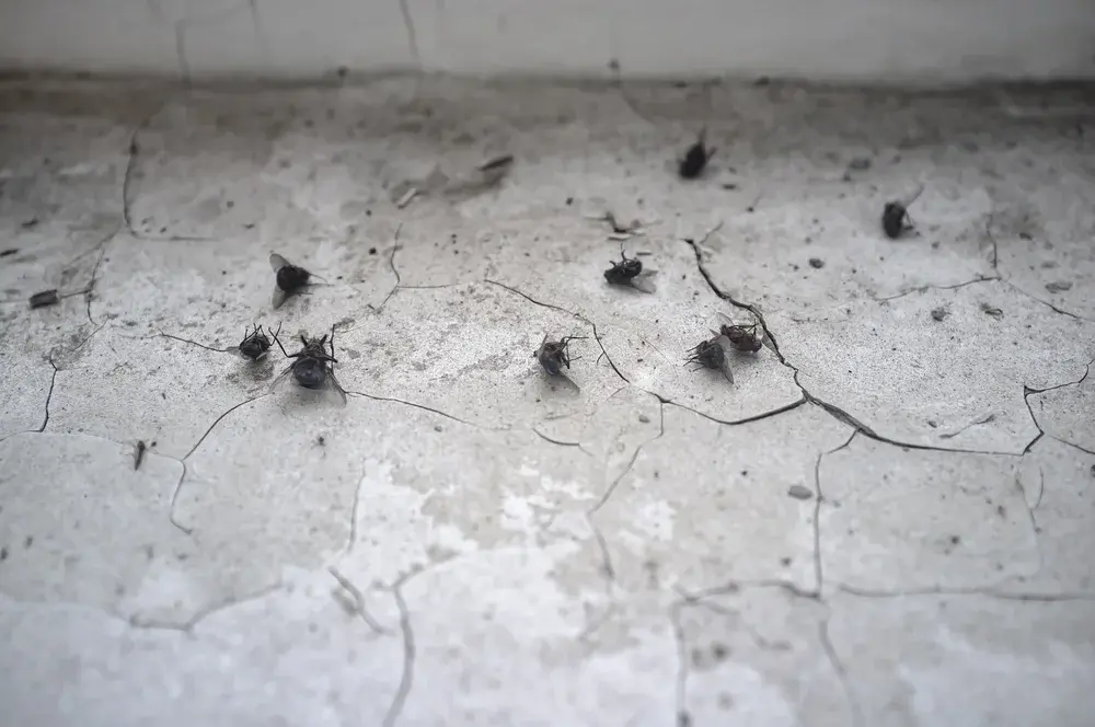 Dedetização em ambientes de uso coletivo: padrões exigidos em Salvador